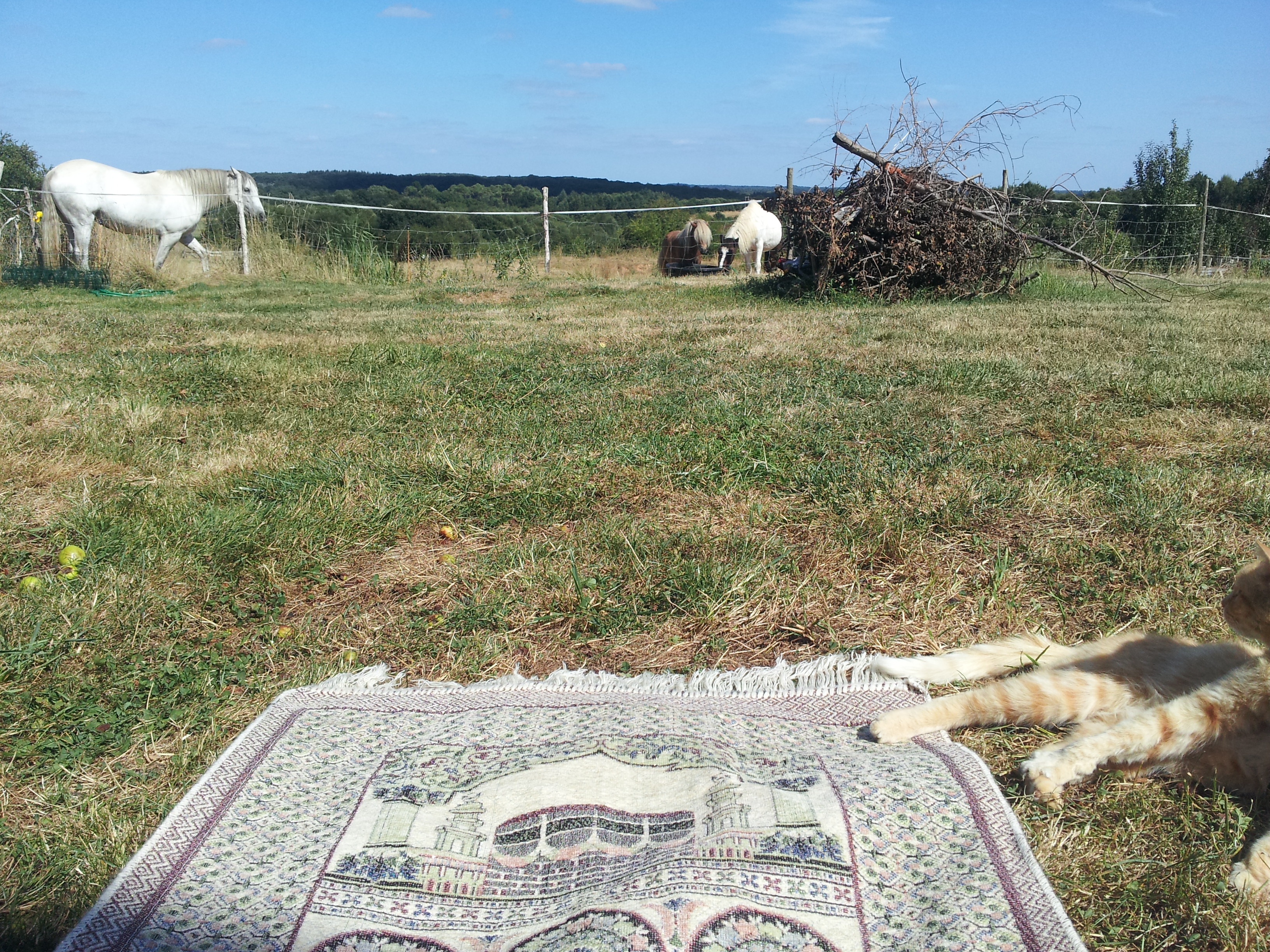 Dans le jardin familiale, l’été en Bretagne